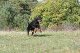 DOBERMANN 268